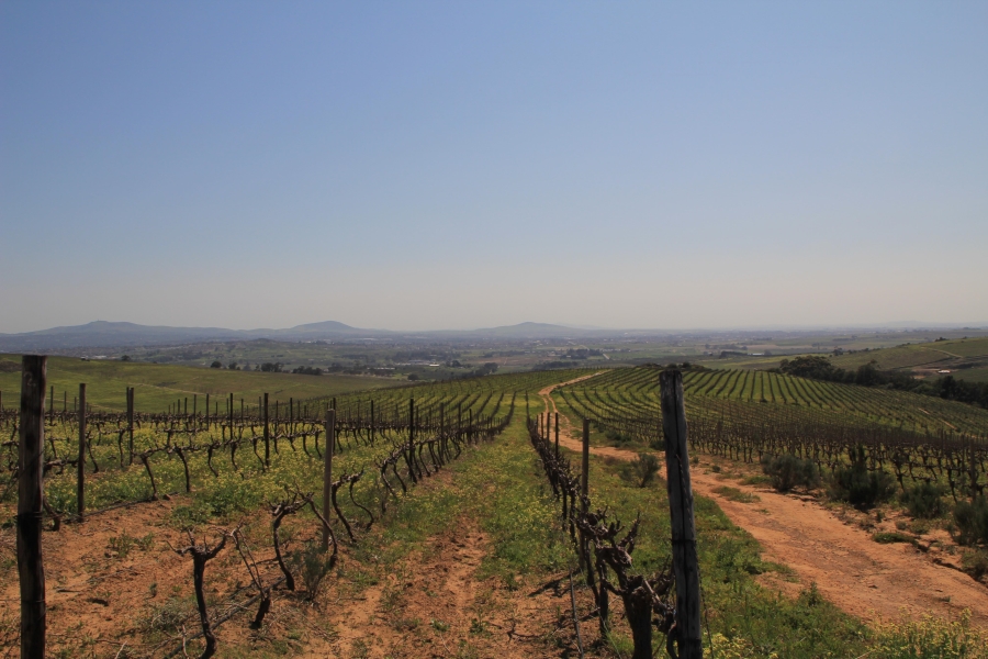 5 Bedroom Property for Sale in Stellenbosch Farms Western Cape